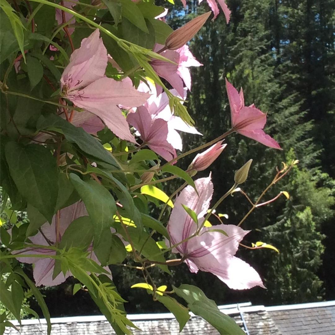 Bed and Breakfast Le Moulin Des Farges Meymac Exterior foto